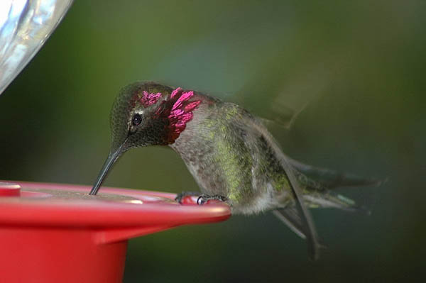 Anna's Hummingbird | Calypte anna photo