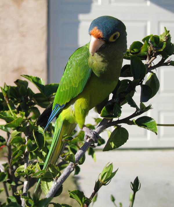 Orange-fronted Parakeet | Aratinga canicularis photo