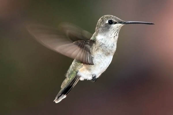 Black-chinned Hummingbird | Archilochus alexandri photo