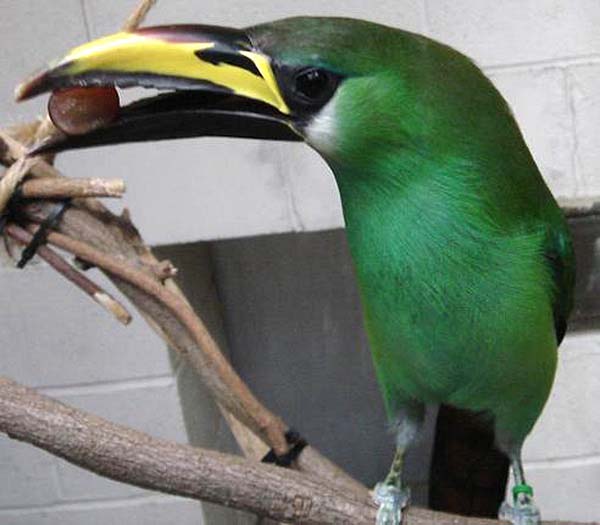 Emerald Toucanet | Aulacorhynchus prasinus photo