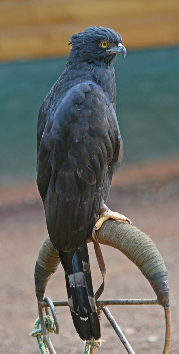 Black Hawk-Eagle | Spizaetus tyrannus photo