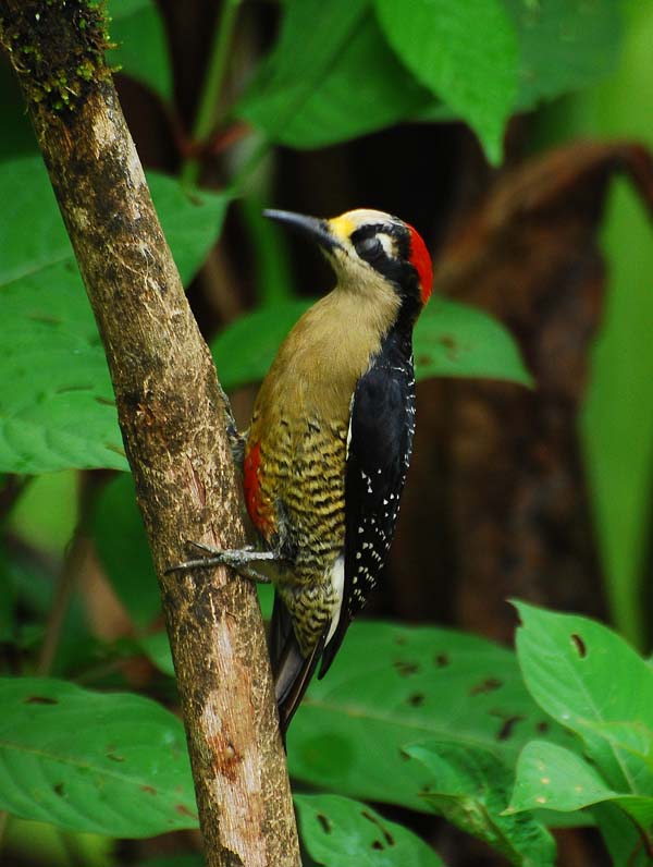 Black-cheeked Woodpecker | Melanerpes pucherani photo