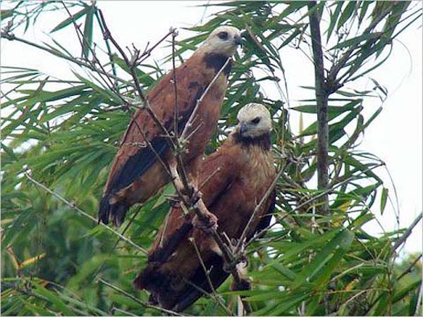 Black-collared Hawk | Busarellus nigricollis photo