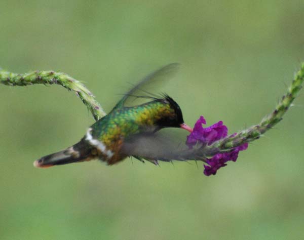 Black-crested Coquette | Lophornis helenae photo