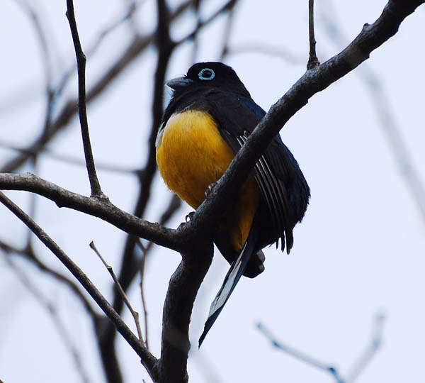 Black-headed Trogon | Trogon melanocephalus photo