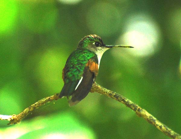 Blue-capped Hummingbird | Eupherusa cyanophrys photo