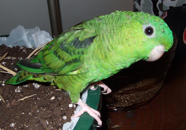 Barred Parakeet | Bolborhynchus lineola photo