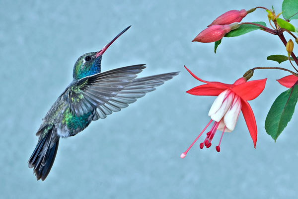 Broad-billed Hummingbird | Cynanthus latirostris photo