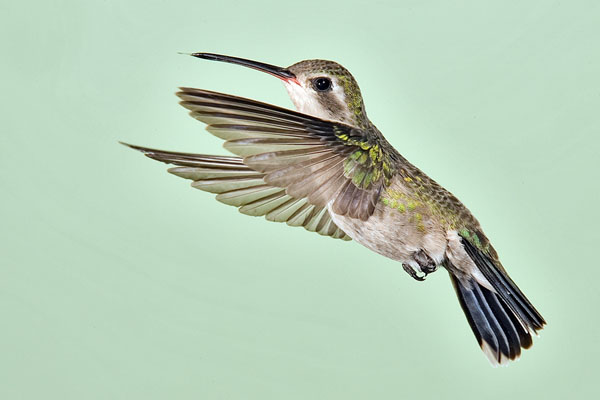 Broad-billed Hummingbird | Cynanthus latirostris photo