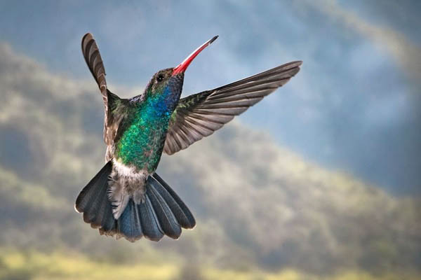 Broad-billed Hummingbird | Cynanthus latirostris photo