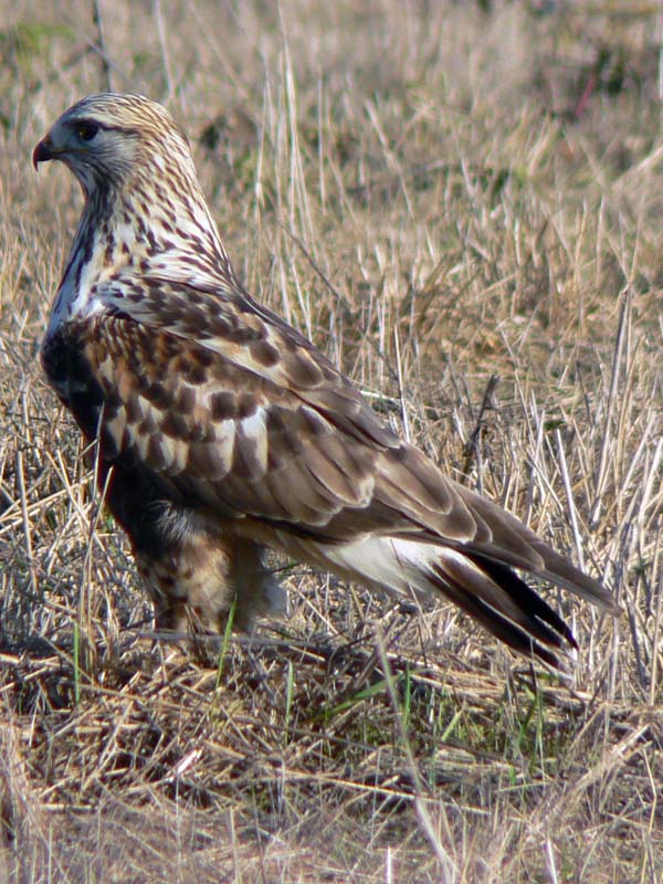 Rough-legged Hawk | Buteo lagopus photo