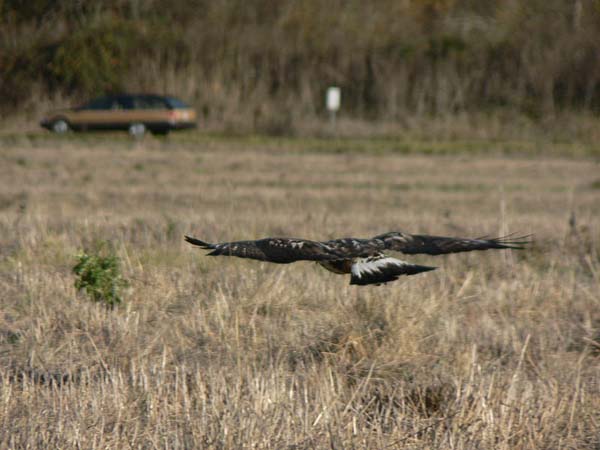 Rough-legged Hawk | Buteo lagopus photo