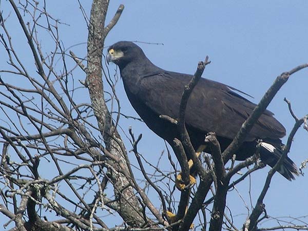 Great Black-Hawk | Buteogallus urubitinga photo