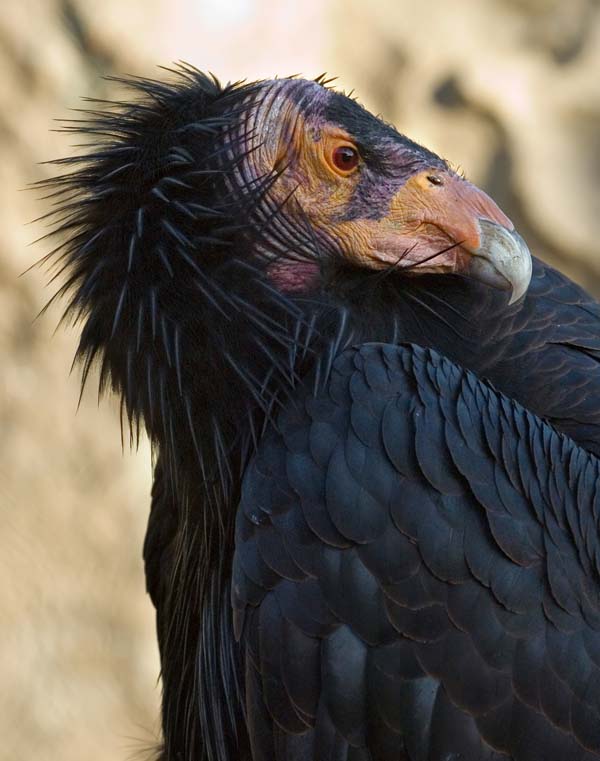 California Condor | Gymnogyps californianus photo