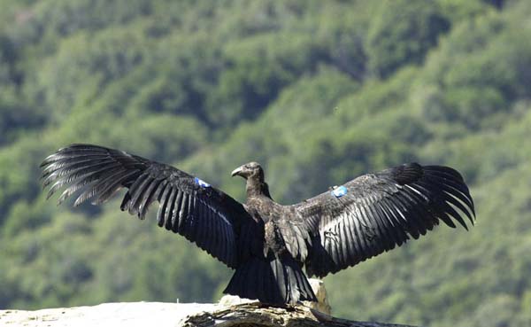 California Condor | Gymnogyps californianus photo