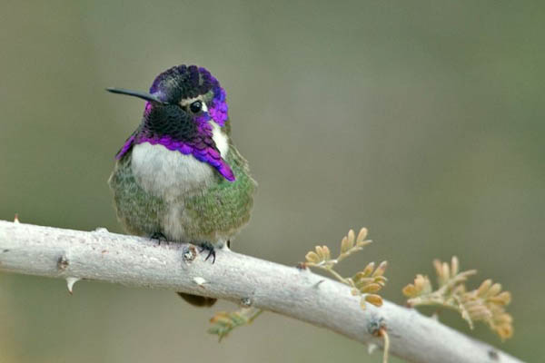 Costa's Hummingbird | Calypte costae photo