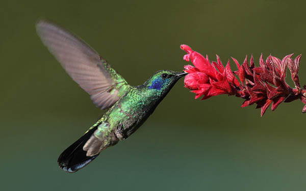 Green Violetear | Colibri thalassinus photo