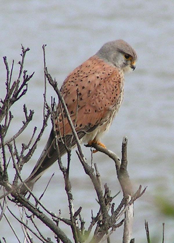 Eurasian Kestrel | Falco tinnunculus photo