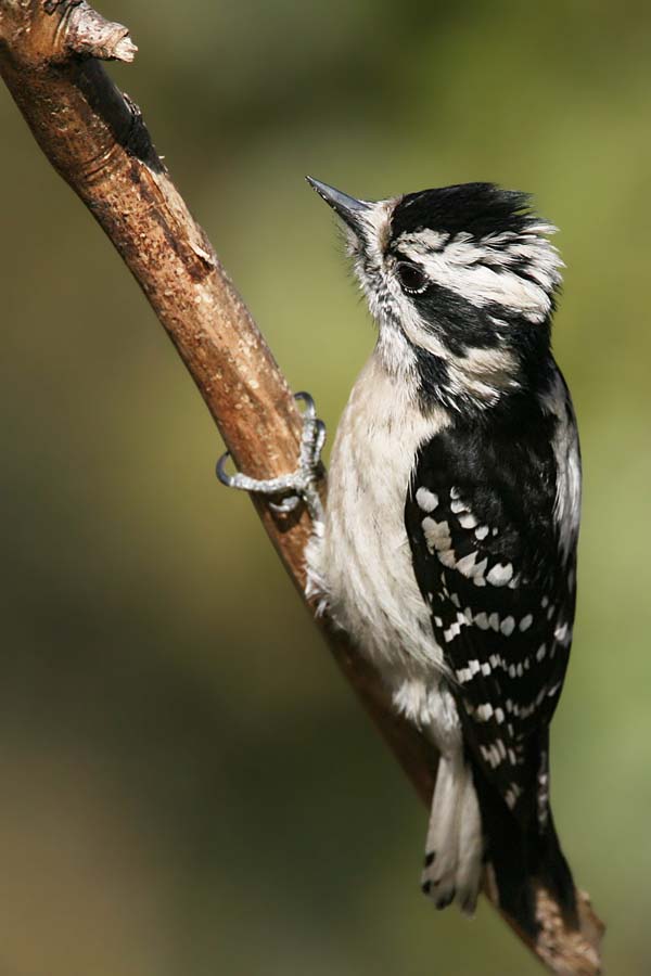 Downy Woodpecker | Picoides pubescens photo