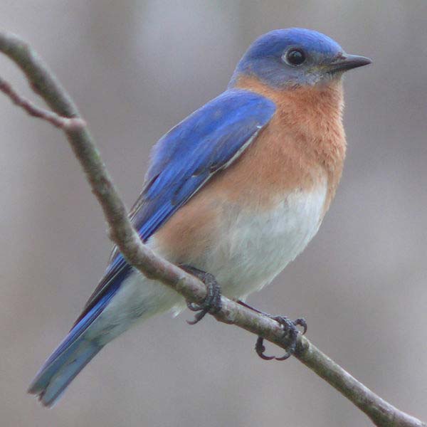 Eastern Bluebird | Sialia sialis photo