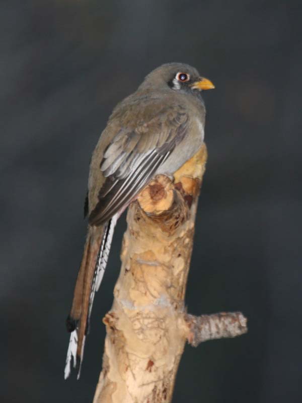 Elegant Trogon | Trogon elegans photo