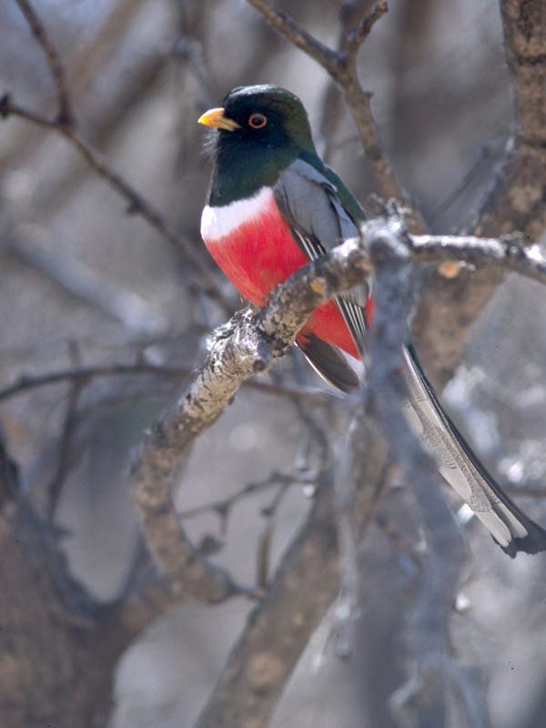 Elegant Trogon | Trogon elegans photo