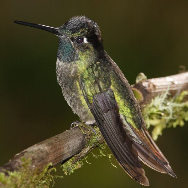 Magnificent Hummingbird | Eugenes fulgens photo