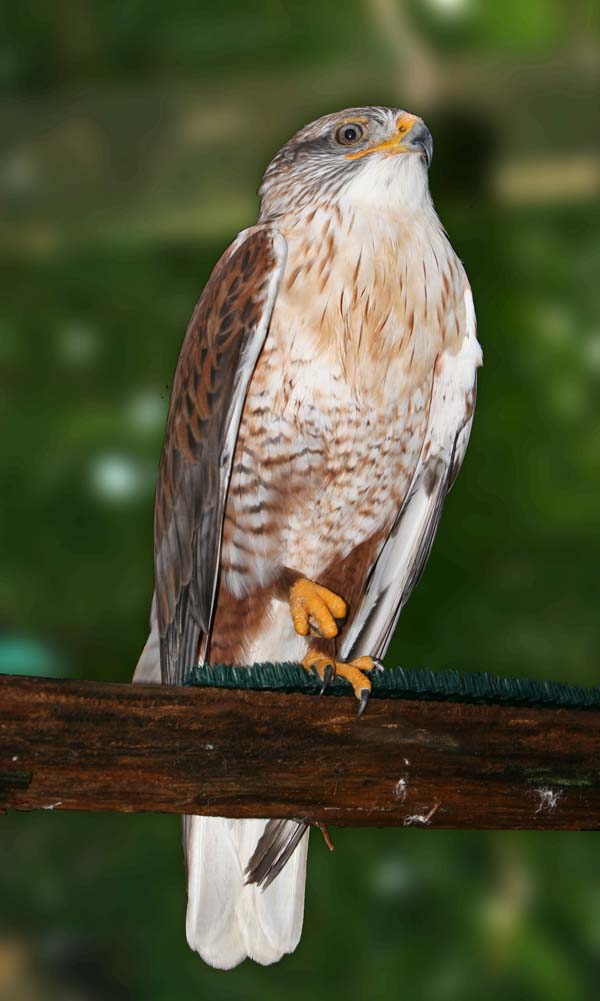 Ferruginous Hawk | Buteo regalis photo