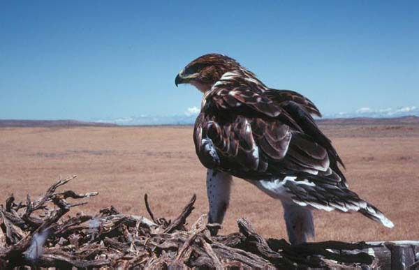 Ferruginous Hawk | Buteo regalis photo