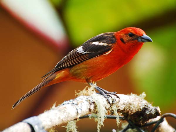 Flame-colored Tanager | Piranga bidentata photo