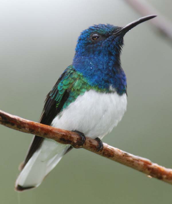 White-necked Jacobin | Florisuga mellivora photo