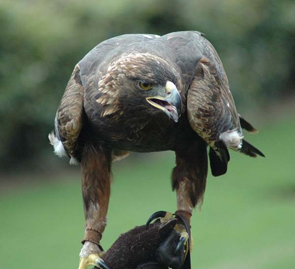 Golden Eagle | Aquila chrysaetos photo