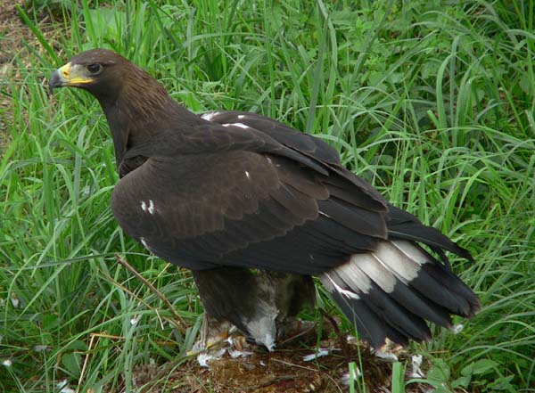 Golden Eagle | Aquila chrysaetos photo