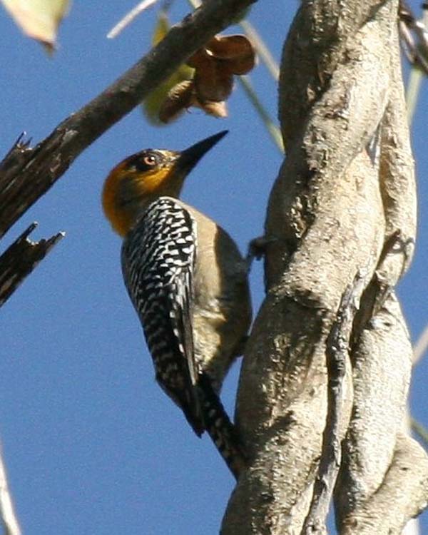 Golden-cheeked Woodpecker | Melanerpes chrysogenys photo