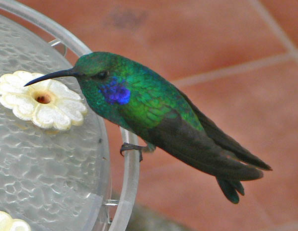 Green Violetear | Colibri thalassinus photo