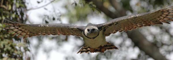 Harpy Eagle | Harpia harpyja photo