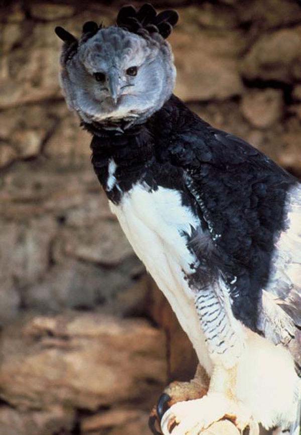 Harpy Eagle | Harpia harpyja photo