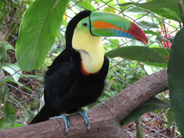 Keel-billed Toucan | Ramphastos sulfuratus photo