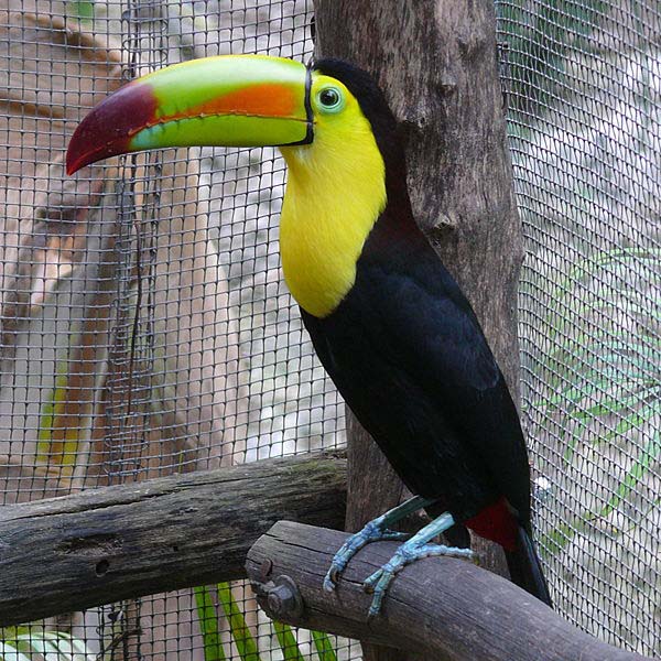 Keel-billed Toucan | Ramphastos sulfuratus photo