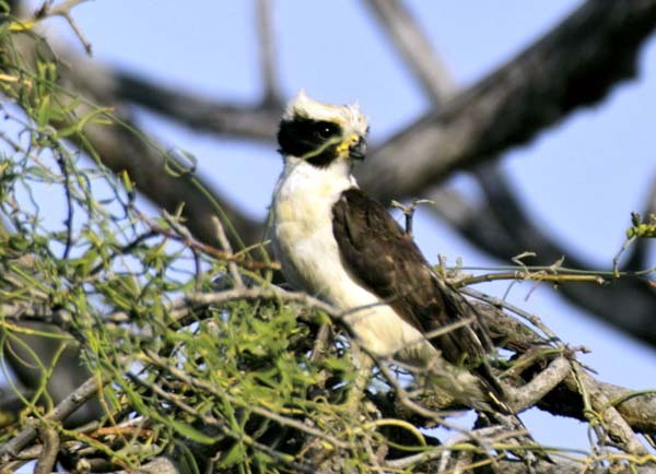 Laughing Falcon | Herpetotheres cachinnans photo