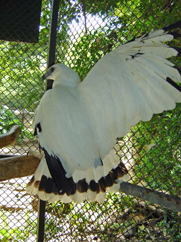 White Hawk | Leucopternis albicollis photo