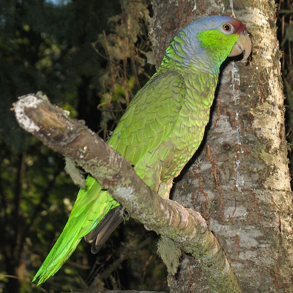 Lilac-crowned Parrot | Amazona finschi photo