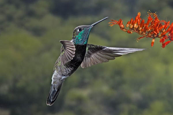 Magnificent Hummingbird | Eugenes fulgens photo