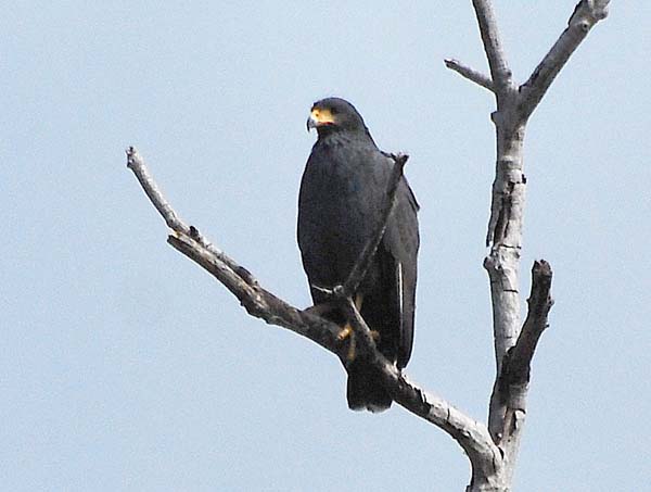 Common Black-Hawk | Buteogallus anthracinus photo