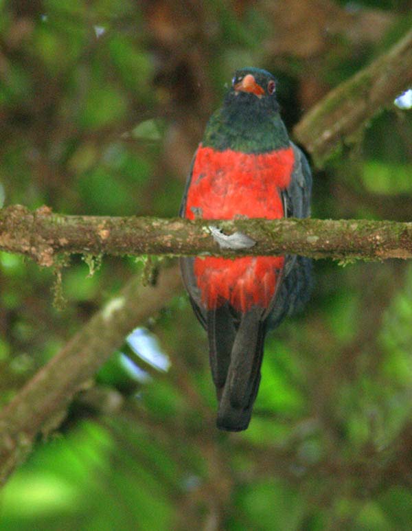 Slaty-tailed Trogon | Trogon massena photo