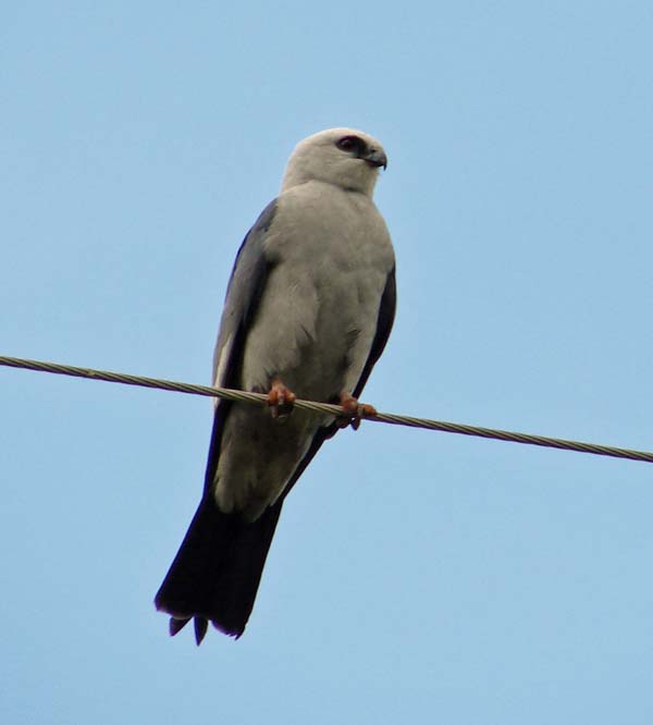 Mississippi Kite | Ictinia mississippiensis photo