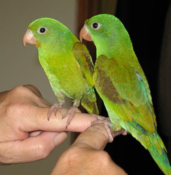 Orange-chinned Parakeet | Brotogeris jugularis photo