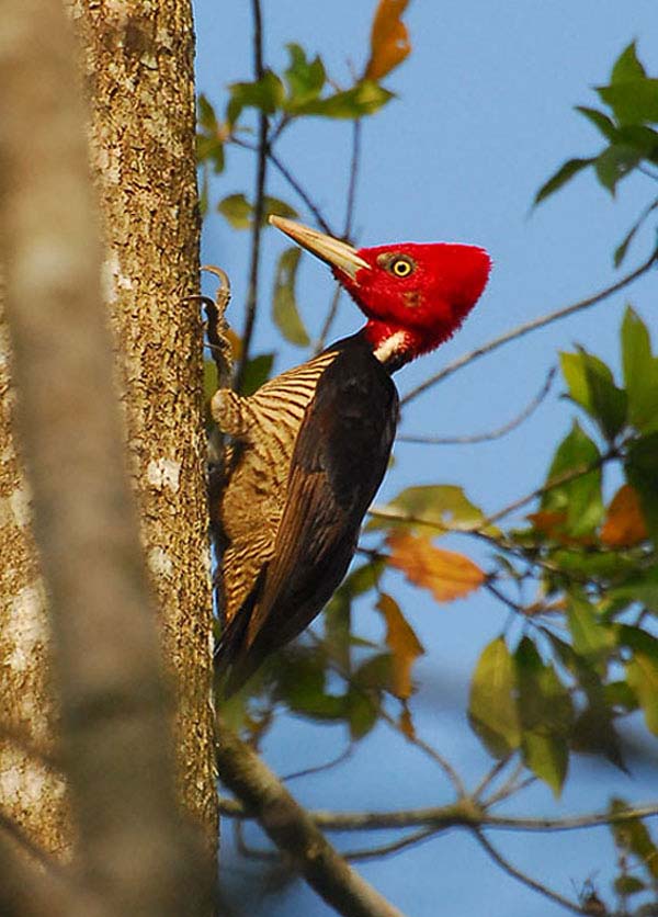 Pale-billed Woodpecker | Campephilus guatemalensis photo