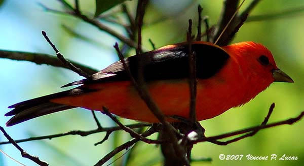 Scarlet Tanager | Piranga olivacea photo