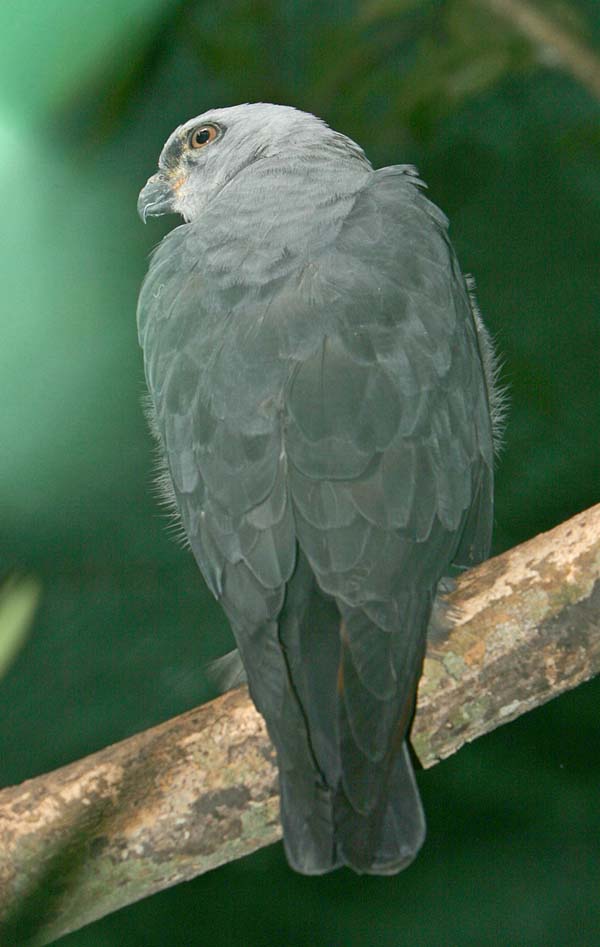 Plumbeous Kite | Ictinia plumbea photo